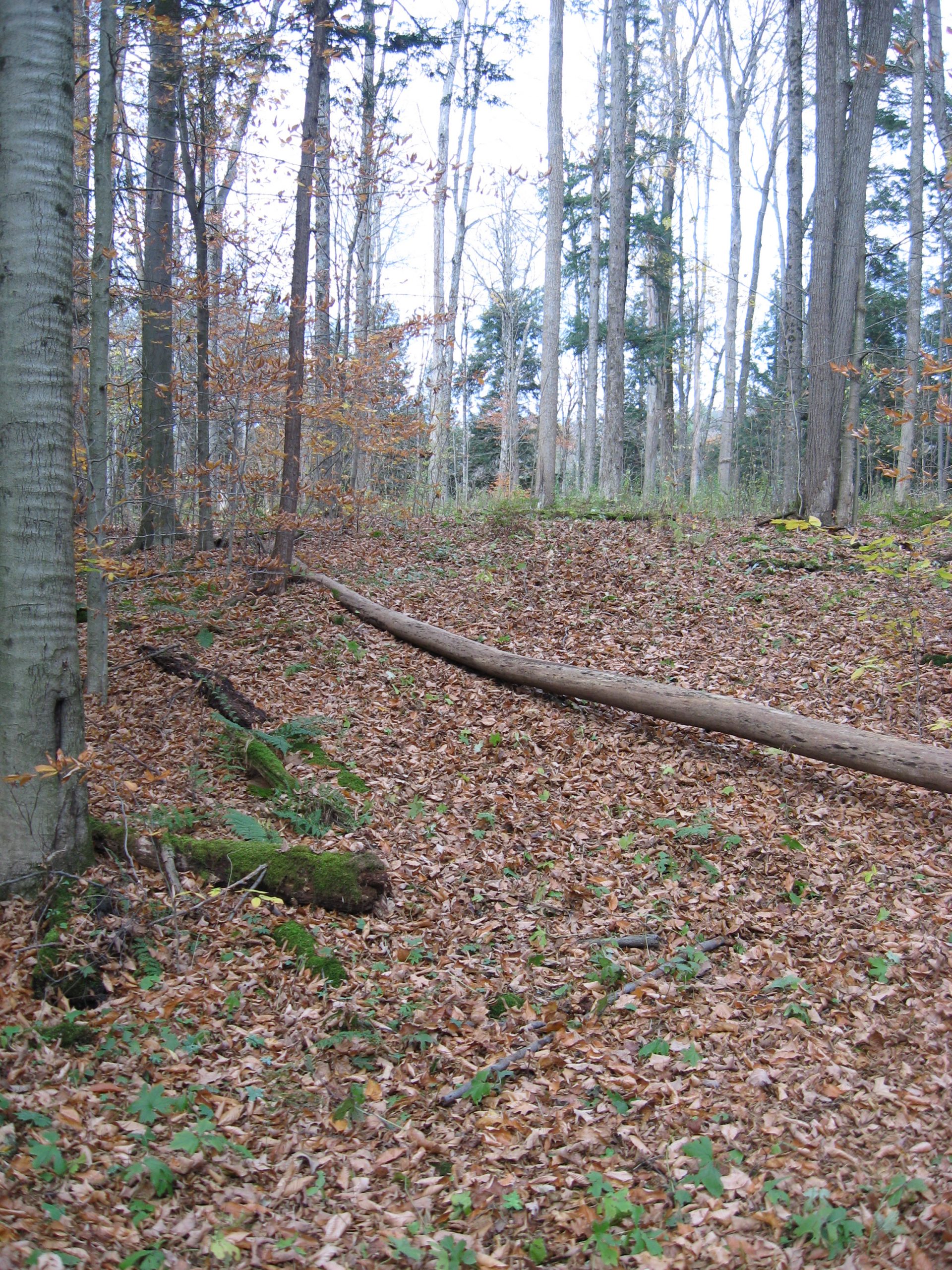 photo of densely wooded area of evergreen and deciduous trees. Dense carpet of fallen leaves on the ground and one fallen log lies diagonally across the photo.