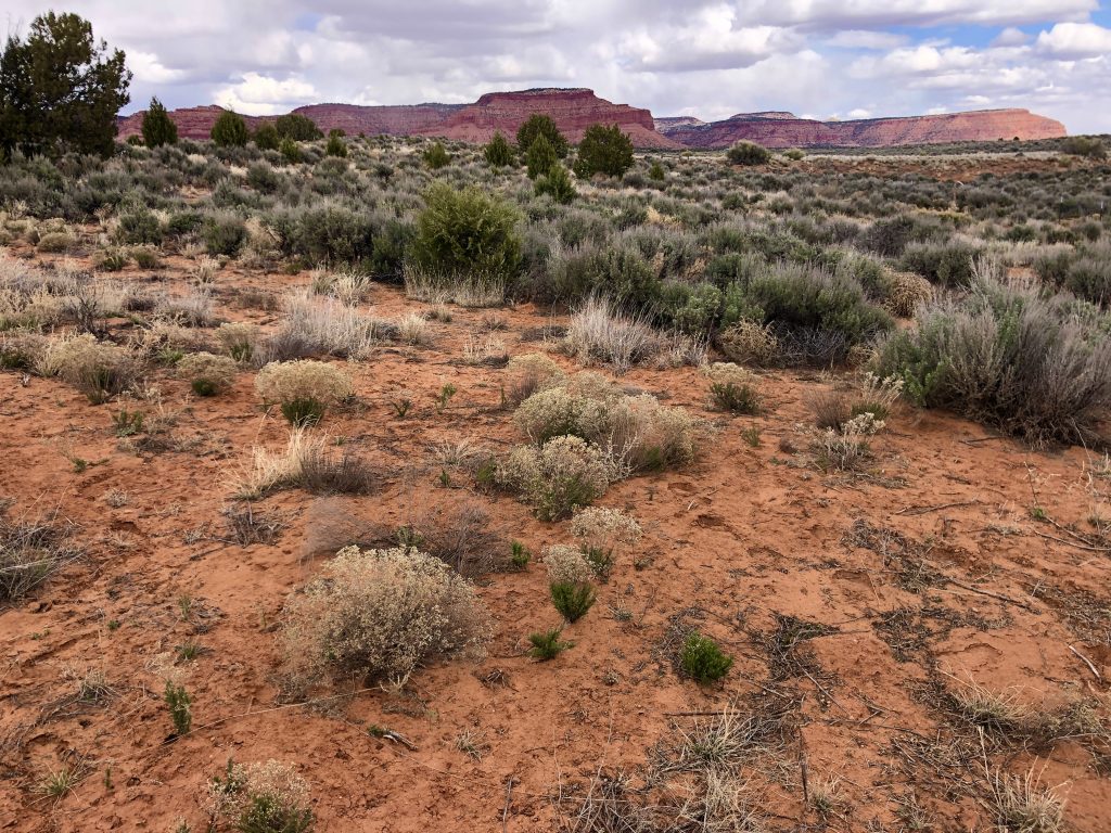 Landscape photo of desert plants and weeds, juniper trees, flat-topped mesas in the background and a sky full of clouds.