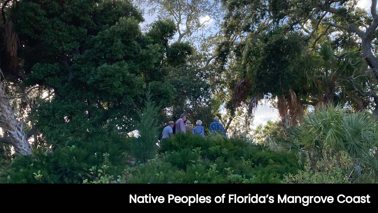 Florida Mangrove