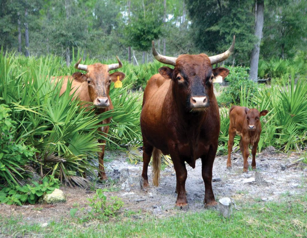 Photo of three cows surrounded by lush green vegetation.