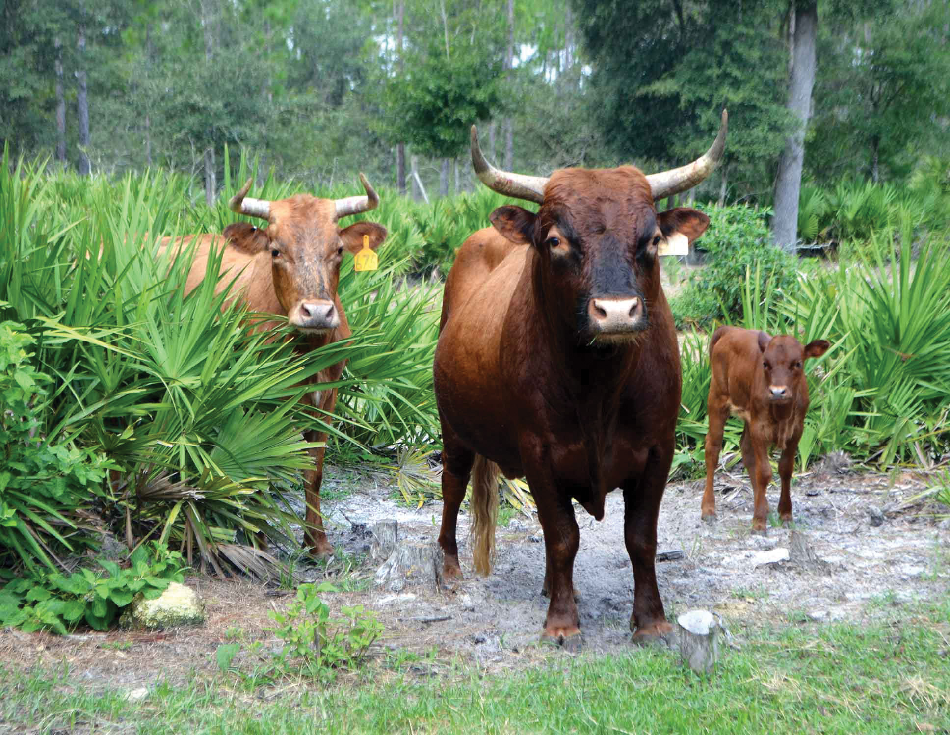 Photo of three cows surrounded by lush green vegetation.
