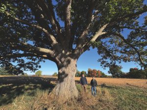 Cultural geographer Dr. David Robertson, left, andbiogeographer Dr. Stephen Tulowiecki, right, from
SUNY-Geneseo, stand next to a mature Genesee oak tree
north of Geneseo, New York. Photo by David Malakoff.